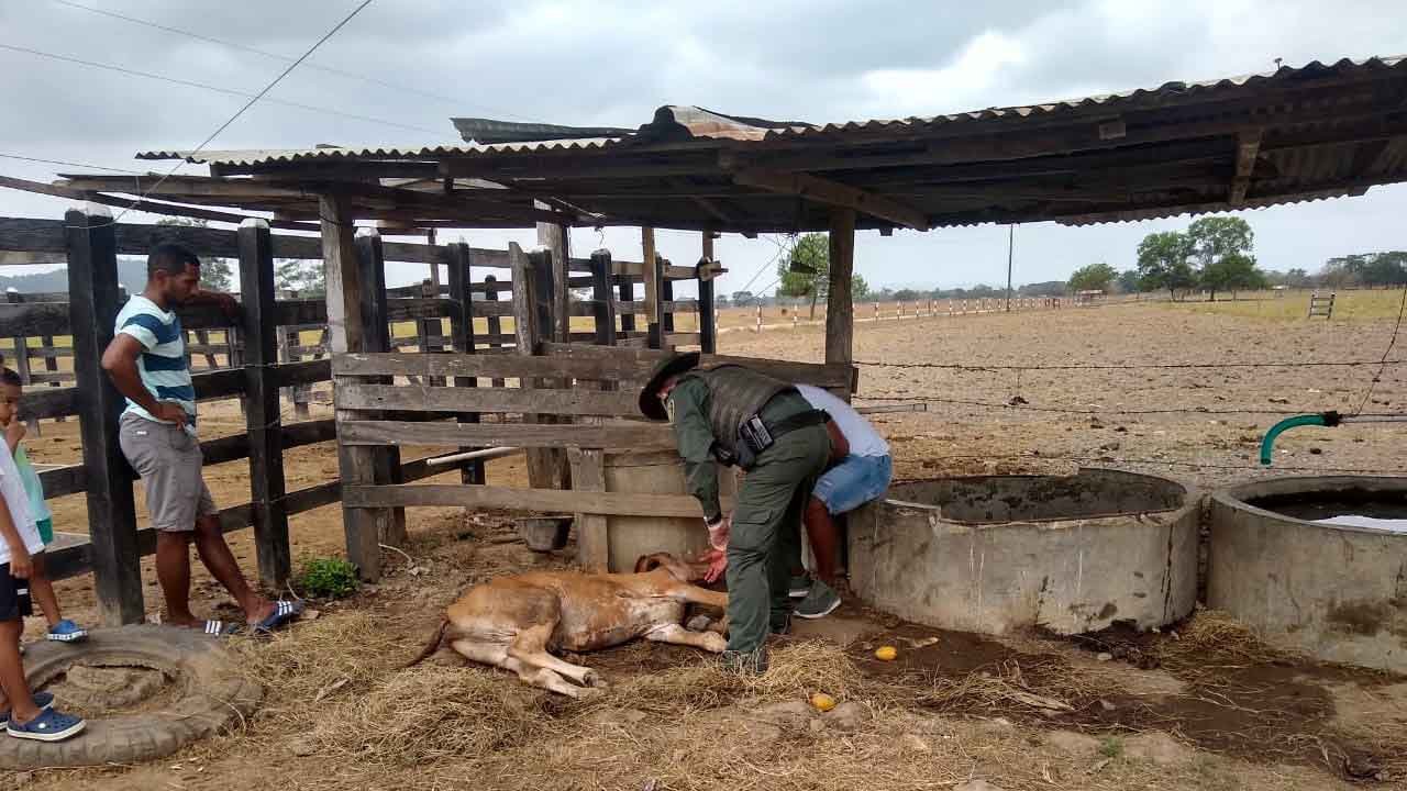 #Colombia El futbolista Miguel Borja denuncia la violación de su vaca