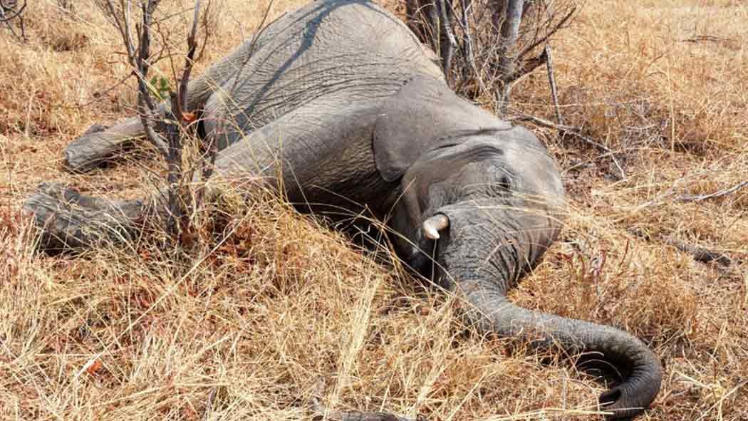 Según los conservacionistas locales, más de 360 elefantes han muerto en circunstancias misteriosas en Botswana en los últimos tres meses. Según los conservacionistas locales, más de 360 elefantes han muerto en circunstancias misteriosas en Botswana en los últimos tres meses.