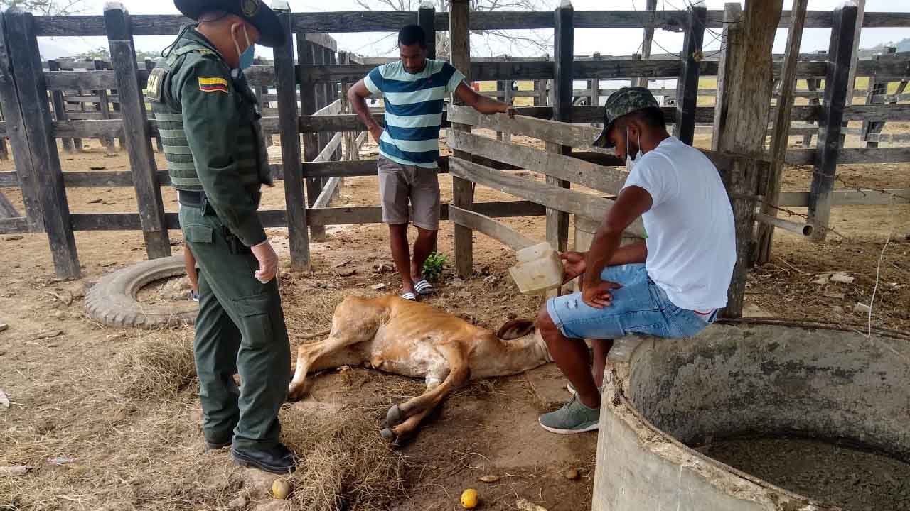 #Colombia El futbolista Miguel Borja denuncia la violación de su vaca