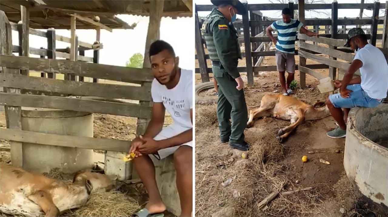 El delantero del Junior de Barranquilla Miguel Borja, informó que una de sus vacas se encuentra muy delicada. El delantero del Junior de Barranquilla Miguel Borja, informó que una de sus vacas se encuentra muy delicada.