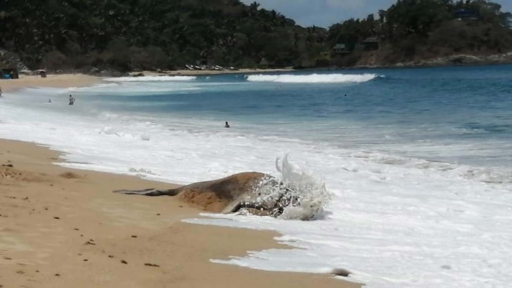 Por primera vez aparece elefante marino playas de San Pancho, Nayarit