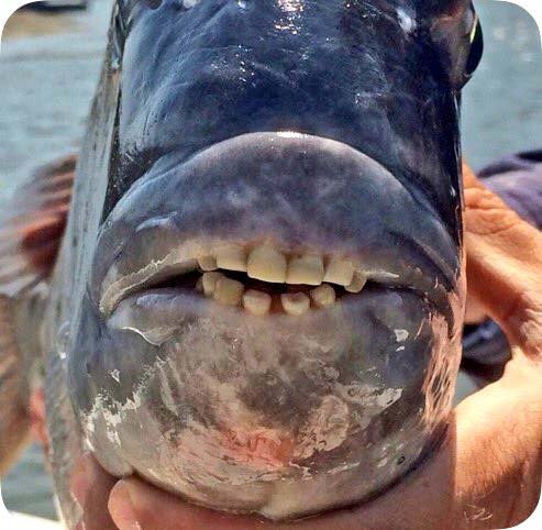 Fotos del inquietante y extraño pez con LABIOS y DIENTES HUMANOS