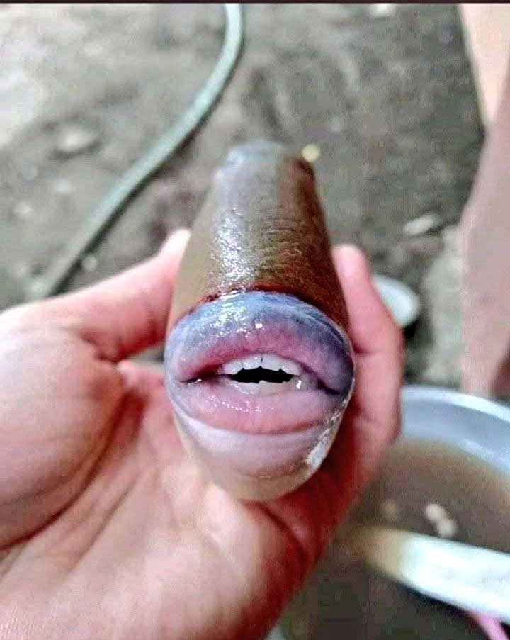 Fotos del inquietante y extraño pez con LABIOS y DIENTES HUMANOS