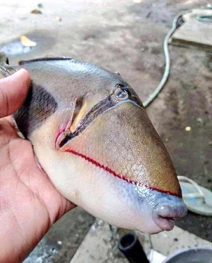 Fotos del inquietante y extraño pez con LABIOS y DIENTES HUMANOS