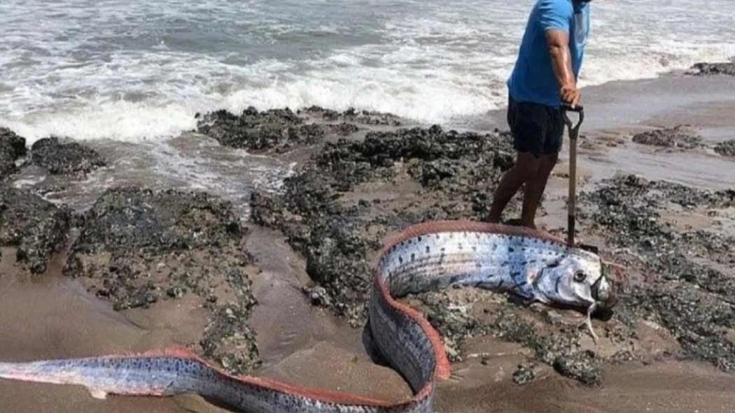 Tras el sismo registrado la mañana de este martes 23 de junio en México, el cual fue perceptible en varias entidades, se ha vuelto a mencionar al enigmático pez remo, un espécimen marino que suele ser relacionado con desastres naturales como tsunamis, huracanes y en este caso terremotos. Tras el sismo registrado la mañana de este martes 23 de junio en México, el cual fue perceptible en varias entidades, se ha vuelto a mencionar al enigmático pez remo, un espécimen marino que suele ser relacionado con desastres naturales como tsunamis, huracanes y en este caso terremotos.