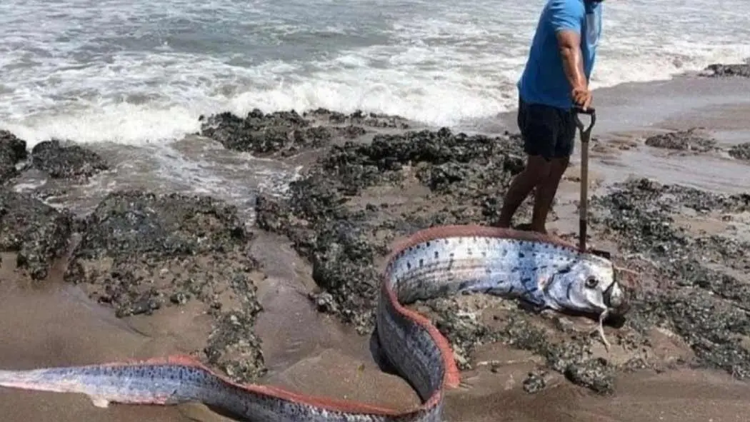 Tras el sismo registrado la mañana de este martes 23 de junio en México, el cual fue perceptible en varias entidades, se ha vuelto a mencionar al enigmático pez remo, un espécimen marino que suele ser relacionado con desastres naturales como tsunamis, huracanes y en este caso terremotos.