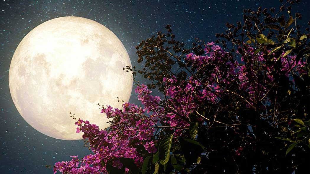 El fenómeno astronómico de la superluna tendrá su última versión del año esta semana, en un evento conocido popularmente como la "Luna de Flores". El fenómeno astronómico de la superluna tendrá su última versión del año esta semana, en un evento conocido popularmente como la "Luna de Flores".