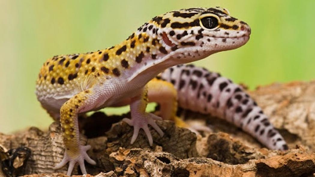 El gecko leopardo vive principalmente en las regiones semi desérticas de Oriente Medio, desde Irán hasta Pakistán. Esta es una especie muy utilizada como mascota por su facilidad para la cría y mantenimiento en cautiverio en un terrario.