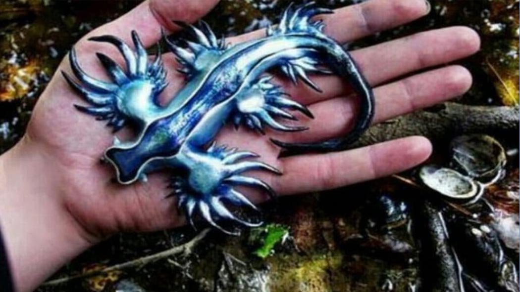 Dragones azules misteriosas e increíbles criaturas en Texas EEUU