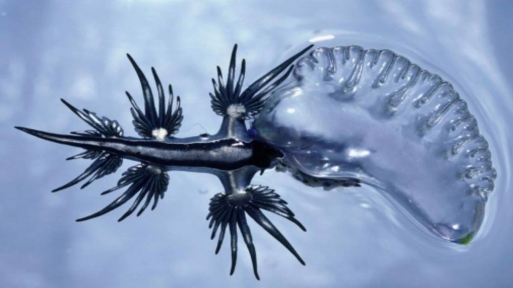 Los dragones azules, o glaucus atlanticus, son pequeñas babosas marinas, generalmente de sólo 3 centímetros de largo. Se pueden encontrar en los océanos Atlántico, Pacífico e Índico, según la organización sin fines de lucro de conservación Oceana. Los dragones azules, o glaucus atlanticus, son pequeñas babosas marinas, generalmente de sólo 3 centímetros de largo. Se pueden encontrar en los océanos Atlántico, Pacífico e Índico, según la organización sin fines de lucro de conservación Oceana.