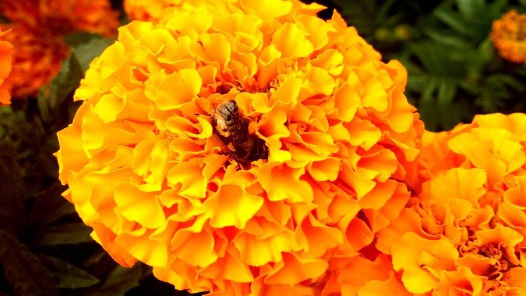 Dia de muertos en Mexico 2020 Historia tradicion y cultura