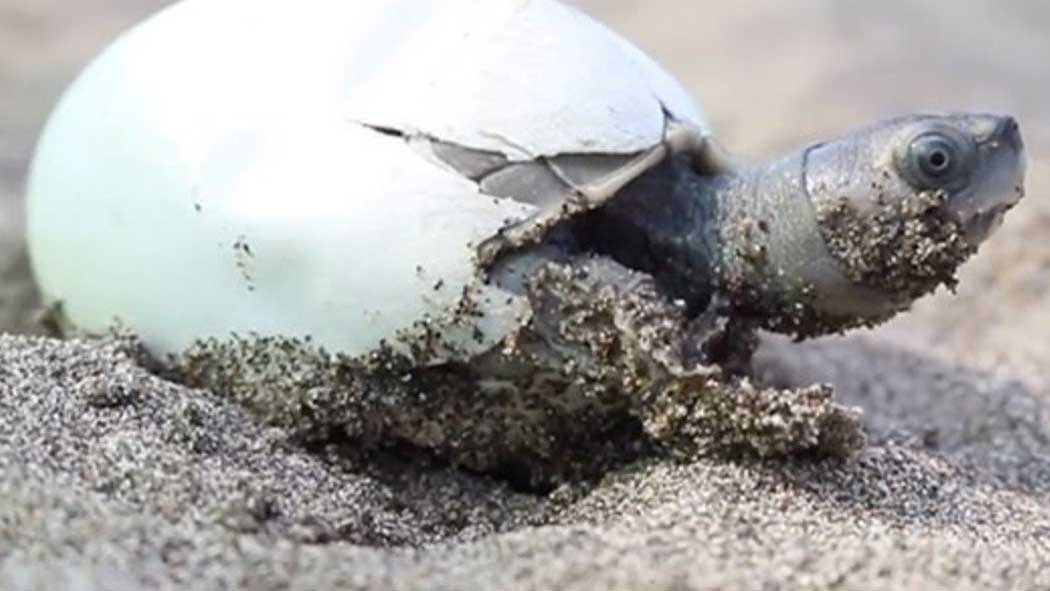 Se creía que la tortuga techo birmana, mejor conocida como Batagur trivittata se encontraba completamente extinta. Se creía que la tortuga techo birmana, mejor conocida como Batagur trivittata se encontraba completamente extinta.