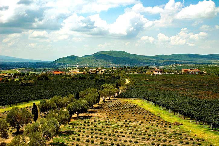 ¿Qué se puede hacer en Comonfort, Guanajuato? Viñedo San Miguel
