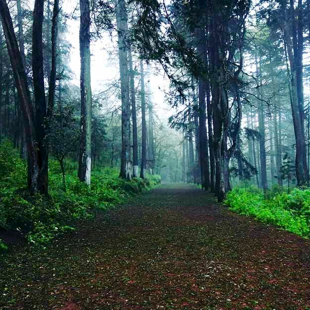 Bosque del Hiloche en el Pueblo Mágico Real del Monte en Hidalgo