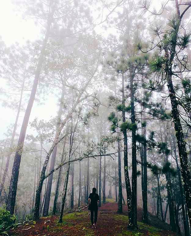 ¿Qué se puede hacer en Talpa? - Bosque de Maple
