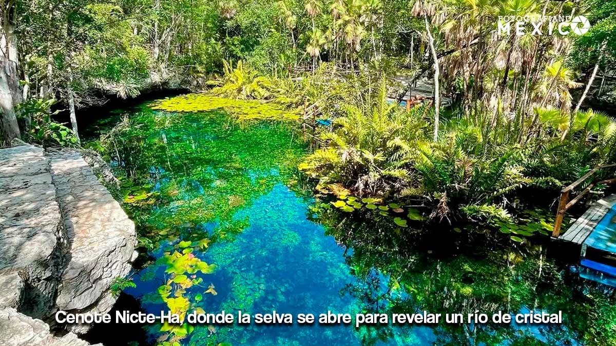 Cenote abierto con lirios flotantes y agua transparente rodeado de vegetación tropical.