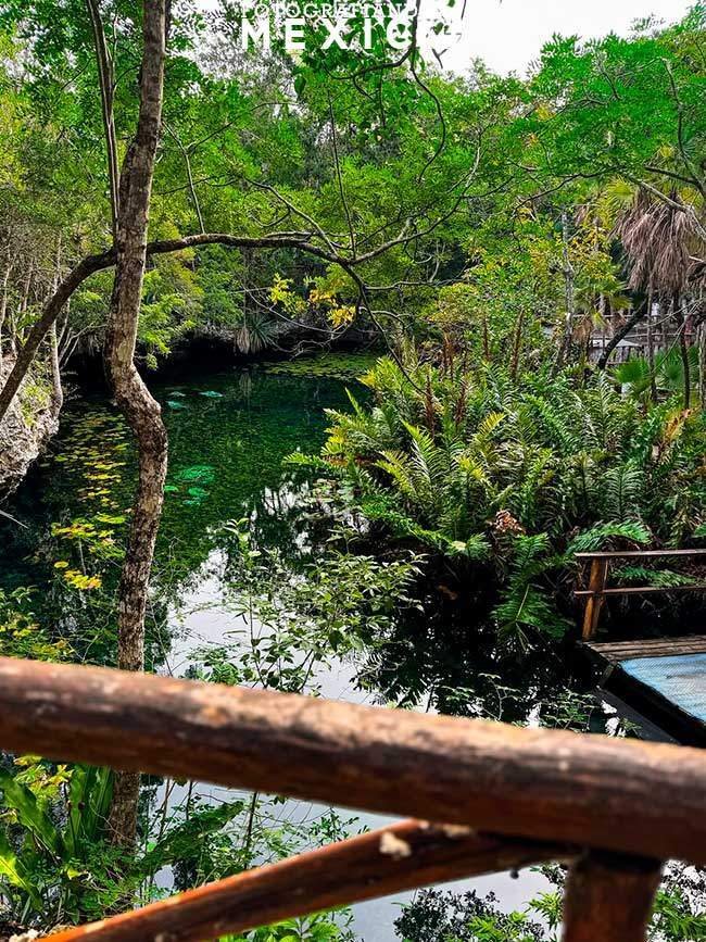 Vista desde una barandilla de madera hacia un cenote abierto rodeado de helechos densos y árboles tropicales.