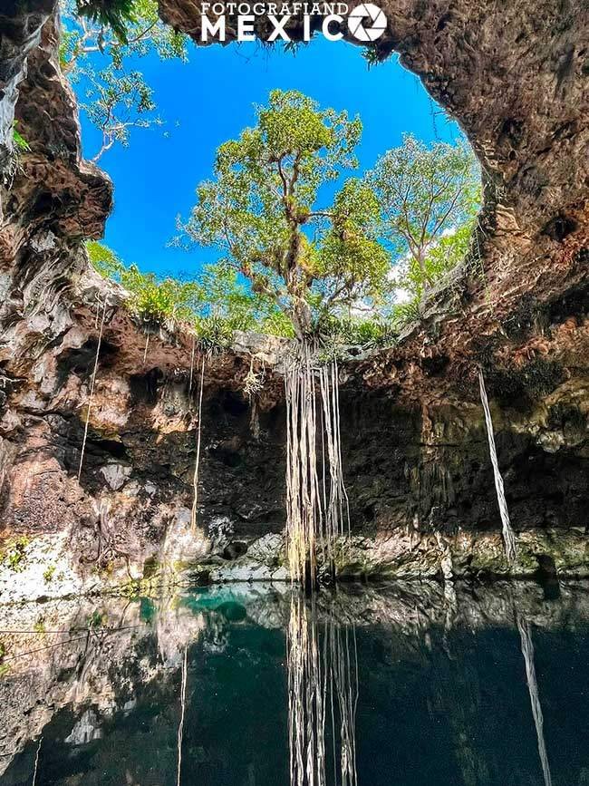 Gran árbol en el centro de la apertura del techo de una cueva de piedra con sus raíces colgando hasta tocar el agua de un cenote.