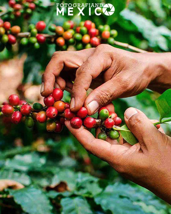 Ver más fotos de cafetales en Chiapas Cafetales en Chiapas