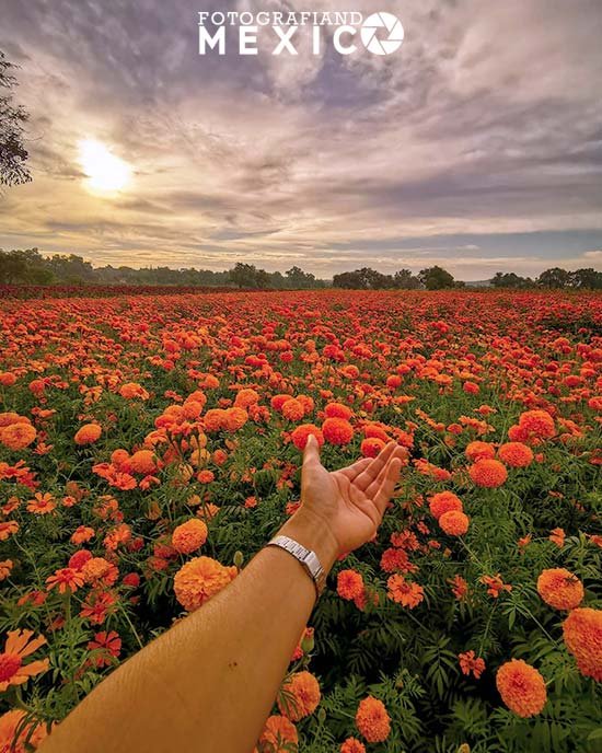 La flor de cempasúchil en la ofrenda de Día