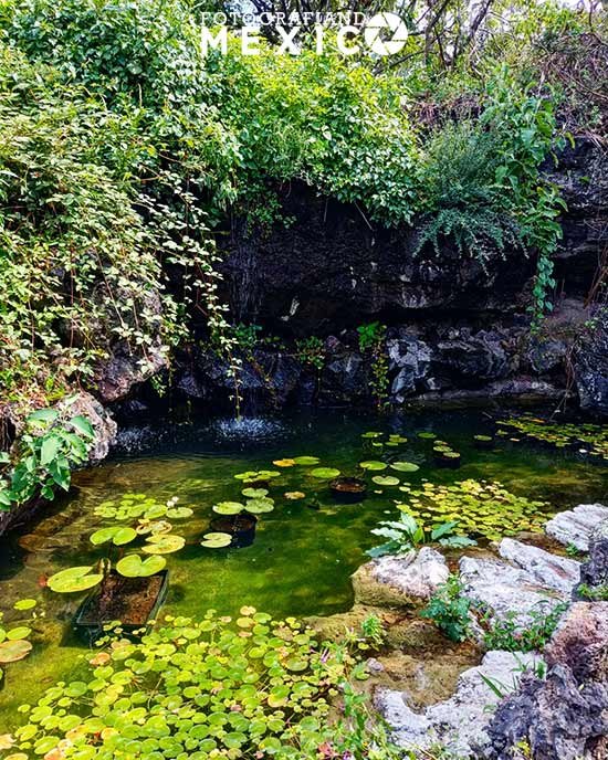 Cómo llegar al Jardín Botánico del IBUNAM