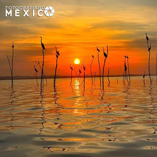 Fotografía de un atardecer naranja sobre una laguna, mostrando las siluetas de muchas garzas posadas en troncos delgados que salen del agua.