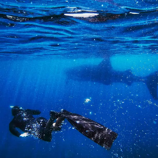 Tiburón ballena