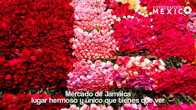 Mercado de Jamaica: lugar hermoso y único que tienes que ver