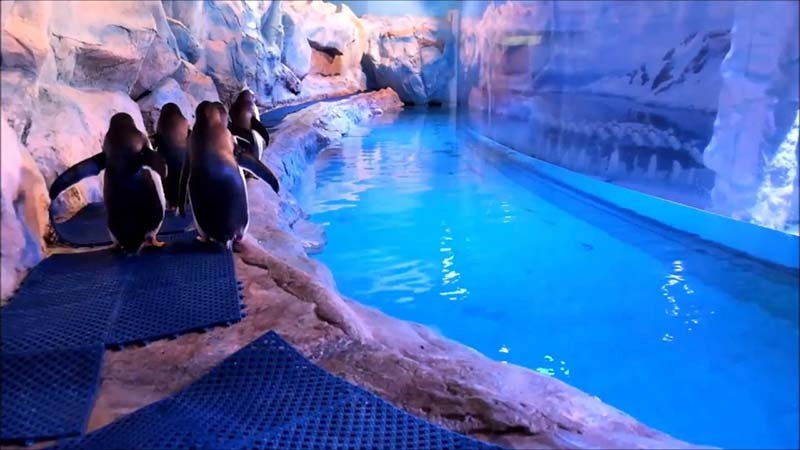 Acuario Inbursa: todo lo que debes saber antes de visitarlo Acuario Inbursa: todo lo que debes saber antes de visitarlo