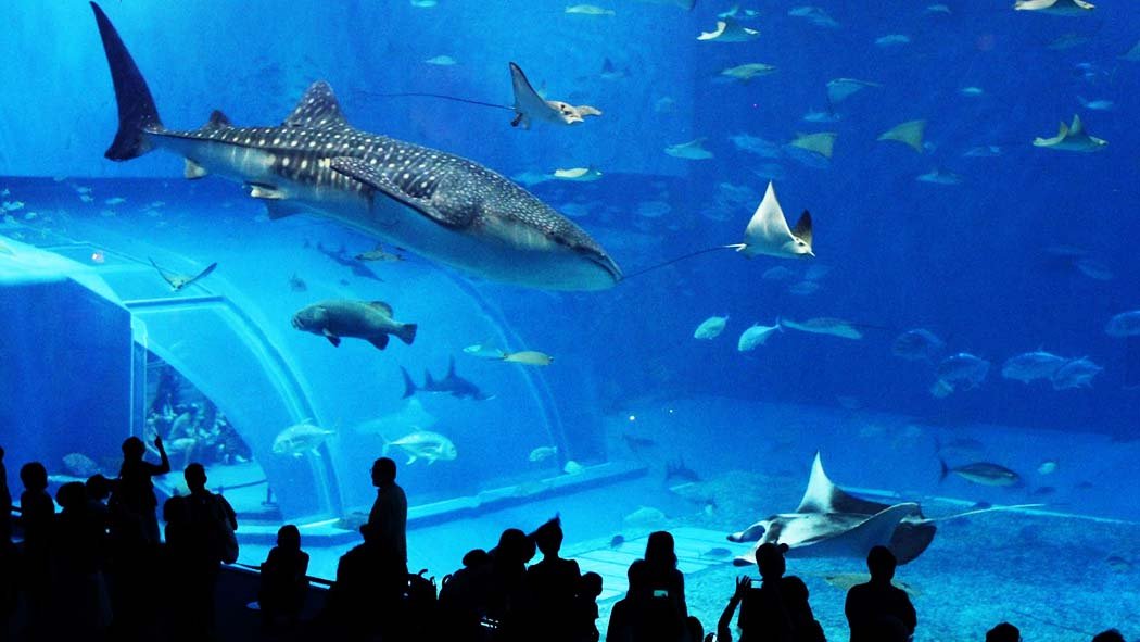El Acuario Inbursa es uno de los más grandes de Latinoamérica. Se pueden conocer más de cinco mil animales de más de 230 especies diferentes y admirar 48 exhibiciones con mil ejemplares distribuidos en cinco enormes peceras y otros estanques. Acuario Inbursa: todo lo que debes saber antes de visitarlo