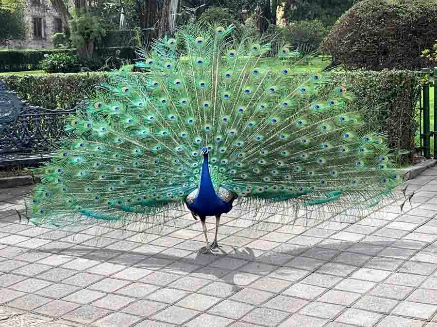 Museo Dolores Olmedo, un lugar sorprendente en la CDMX