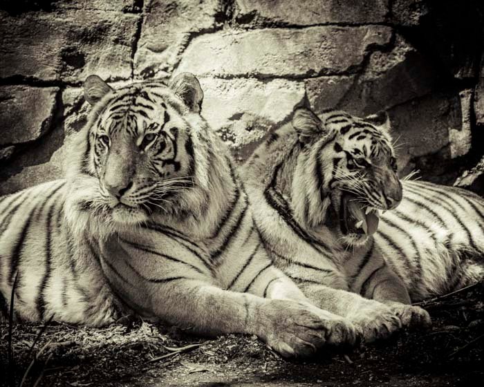 Zoológico de Chapultepec, refugio de animales en CDMX