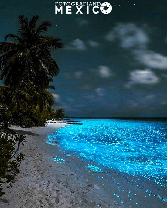 Cuándo se puede ver la bioluminiscencia en Holbox