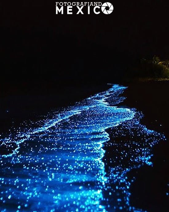 Bioluminiscencia en Holbox fechas
