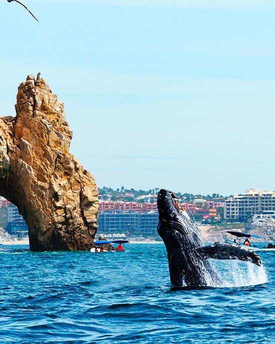 ¿Cuál es la temporada de ballenas en Los Cabos?