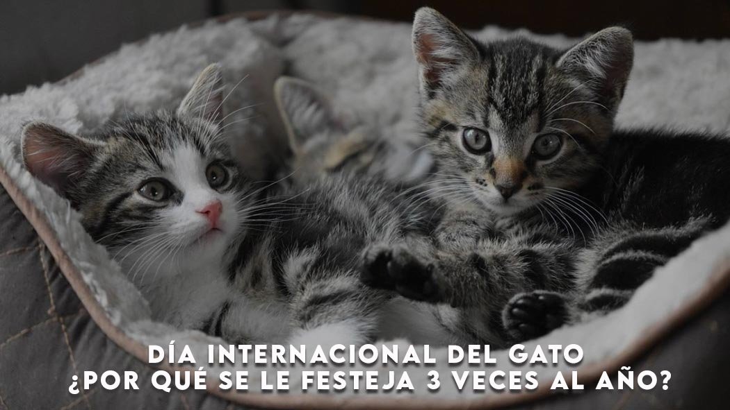 A pesar de tener fama de ariscos o traicioneros son buenos compañeros y es por eso que el 52% de los hogares norteamericanos tienen un gato como animal de afecto superando al perro en ese sentido. Día internacional del gato ¿por qué se le festeja 3 veces al año?