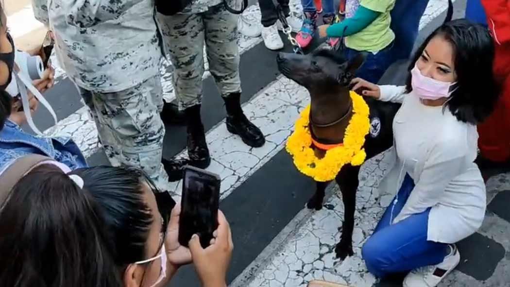 Los xoloitzcuintles es una raza de perros que surgió hace más de 3 mil años en el país y tiene una estrecha relación con la cultura mexica, en la que se creía que estos ejemplares ayudaban a las almas de los difuntos a cruzar al Mictlán o inframundo. Dante el xoloitzcuintle de la GN que desfilo en Día de Muertos