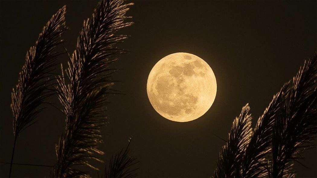 La Luna de maíz recibe este nombre debido a que durante estas fechas comienzan las cosechas de cultivos como el maíz y frijol, una tradición que viene desde los indígenas de América. Luna de Maíz este setiembre 2021 ¿Cuándo y como verla?