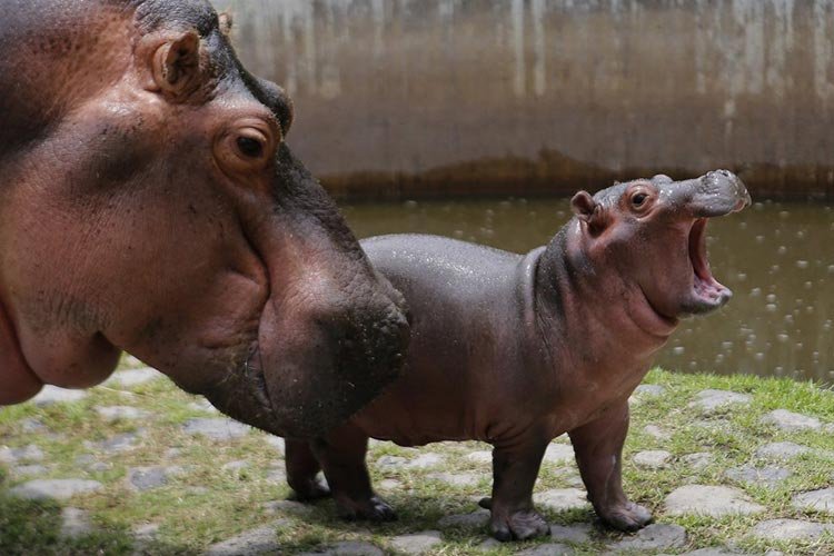 Cría de hipopótamo del zoológico de Guadalajara cumple 1 mes