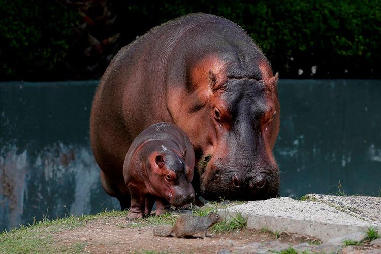 Cría de hipopótamo del zoológico de Guadalajara cumple 1 mes
