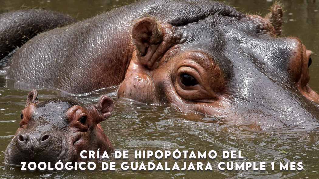 Esta cría de hipopótamo celebró con un pastel de zanahrías su primer mes de vida, ya casi alcanza los 50 kilos de peso y ha cautivado a los asistentes del zoológico. Cría de hipopótamo del zoológico de Guadalajara cumple 1 mes