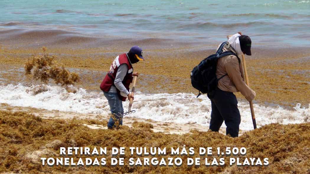 El sargazo es una macroalga color marrón que se encuentra en la superficie marina y es arrastrada por las corrientes del océano Atlántico a las playas de El Caribe. En los años recientes, un mayor volumen de sargazo arribó a las costas de Quintana Roo, lo que está provocando agravios al sector turístico y a la población local. Retiran de Tulum más de 1.500 toneladas de sargazo en playas