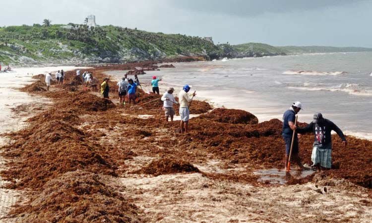 Retiran de Tulum más de 1.500 toneladas de sargazo en playas