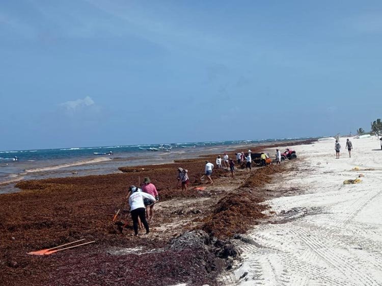 Retiran de Tulum más de 1.500 toneladas de sargazo de las playas