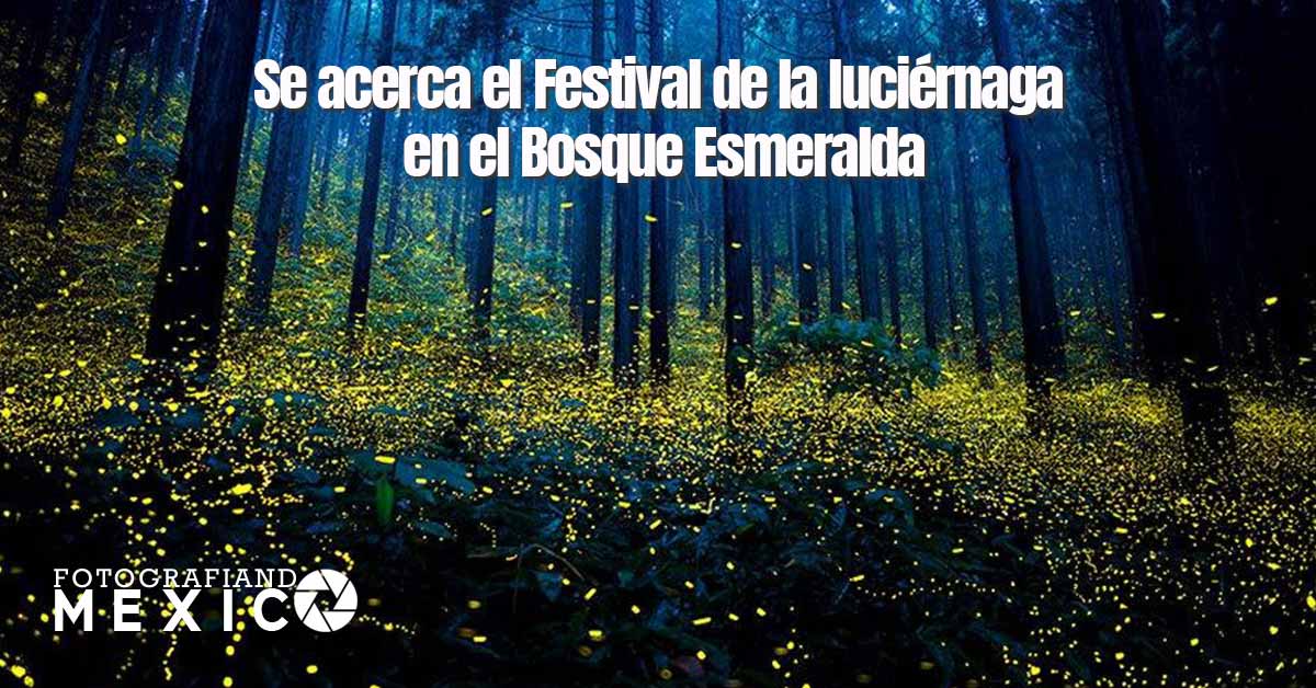 Se acerca el Festival de la luciérnaga en el Bosque Esmeralda