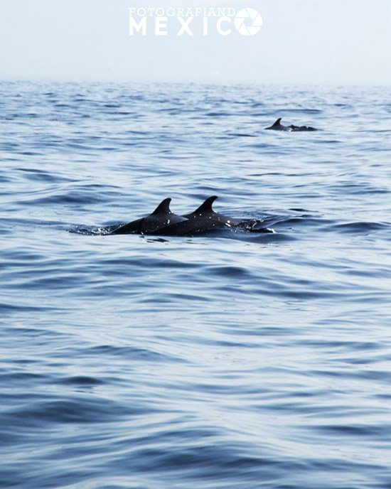 Tours en Puerto Escondido Delfines en Puerto Escondido