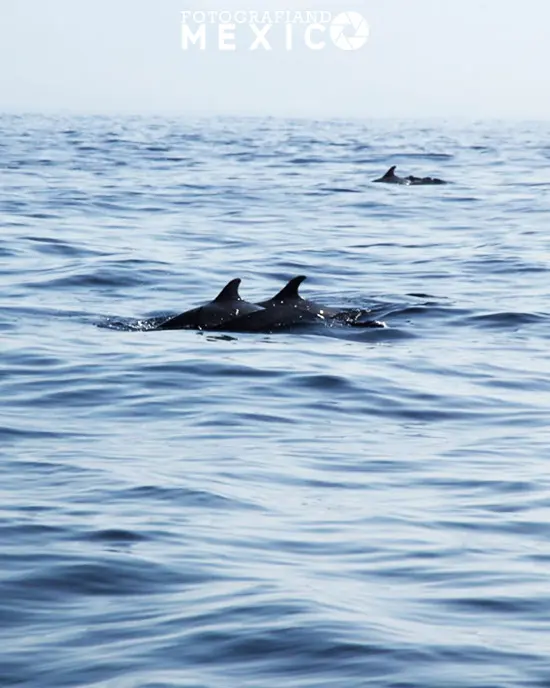 Delfines en Puerto Escondido