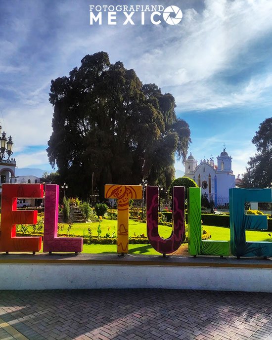 Árbol del Tule Oaxaca