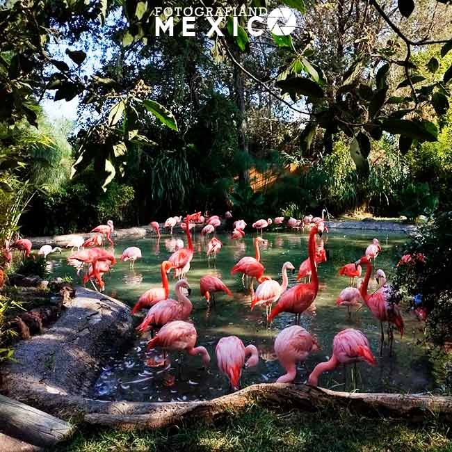 ¿Cuánto dura el recorrido de Africam Safari?