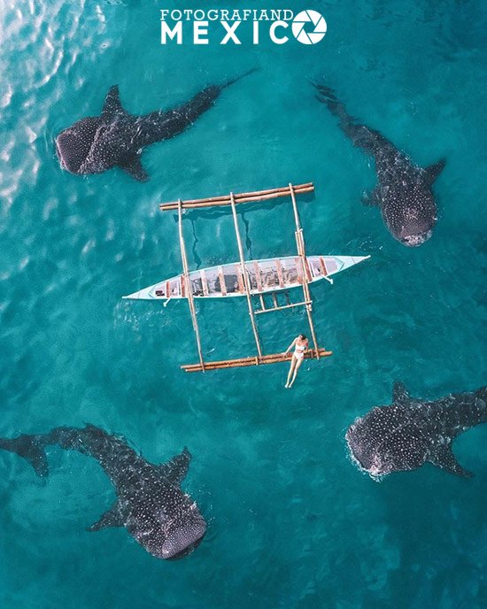 Ballenas en Loreto, Baja California Sur Ballenas en Loreto, Baja California Sur